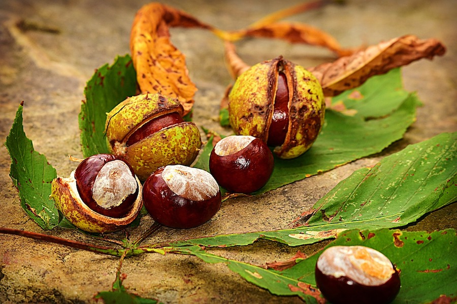 https://dlaignite.com/wp-content/uploads/2017/11/chestnut-3694472_1280.jpg