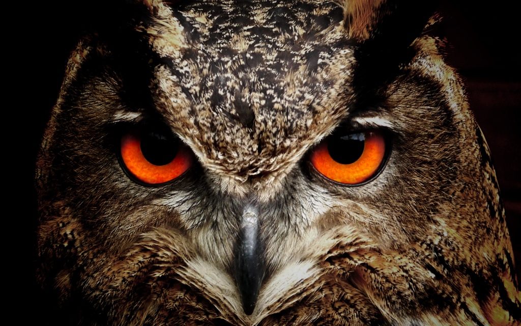 https://dlaignite.com/wp-content/uploads/2017/12/Owl-1024x769-1-1024x640.jpg