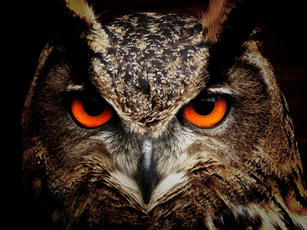 https://dlaignite.com/wp-content/uploads/2017/12/Owl-1024x769-1.jpg