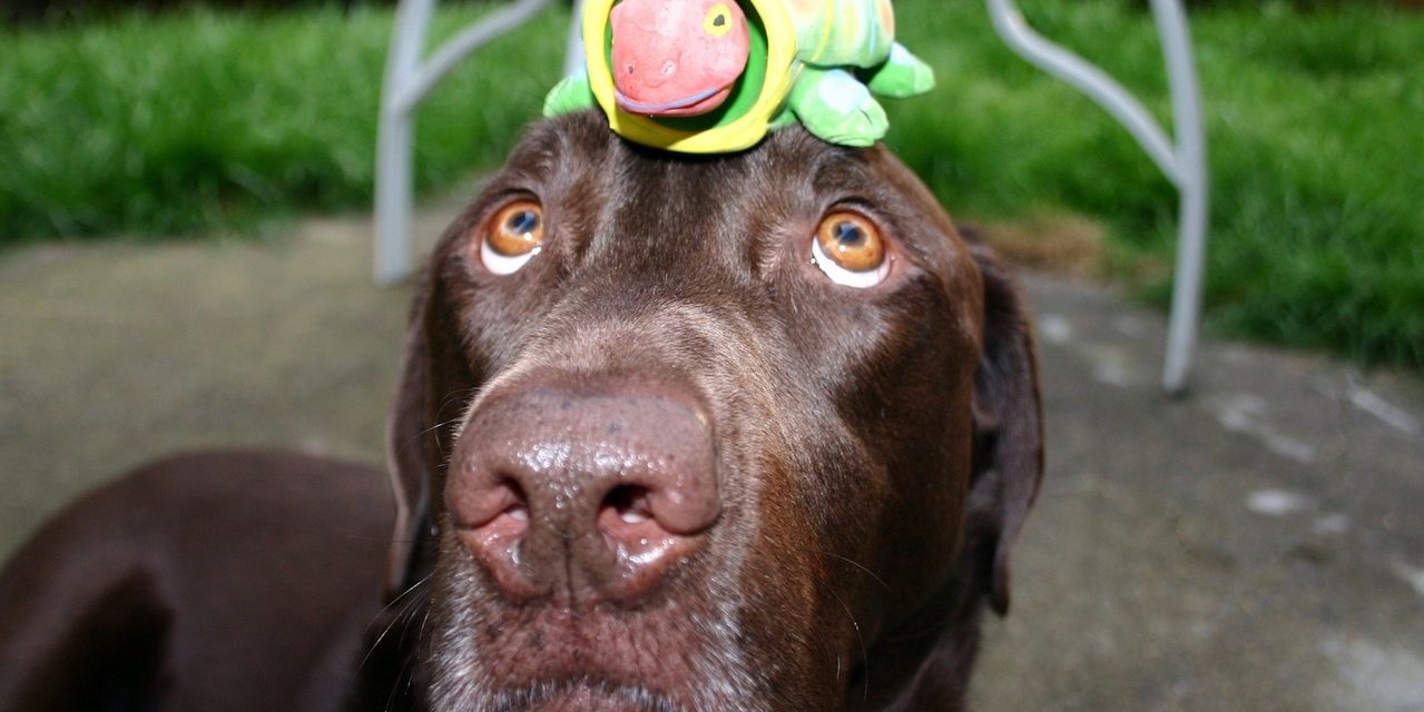 https://dlaignite.com/wp-content/uploads/2019/01/chocolate-labrador-with-turtle-1409107-1279x853-1-1279x640.jpg