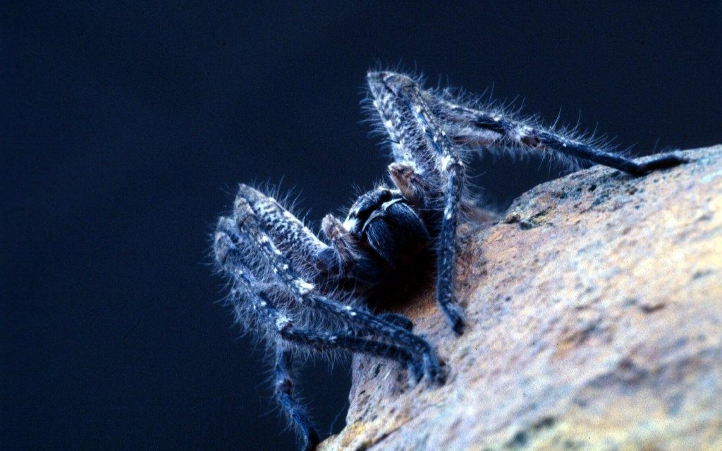 https://dlaignite.com/wp-content/uploads/2019/01/menacing-spider-1523290-1024x640.jpg