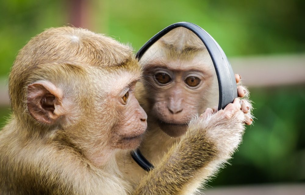 https://dlaignite.com/wp-content/uploads/2019/02/animal-animal-photography-blurred-background-1207875-1000x640.jpg