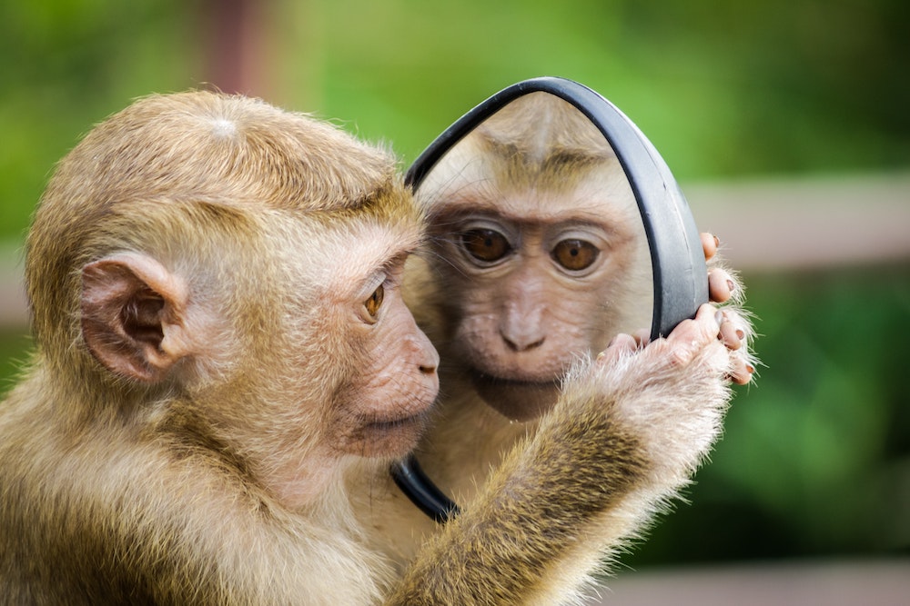 https://dlaignite.com/wp-content/uploads/2019/02/animal-animal-photography-blurred-background-1207875.jpg