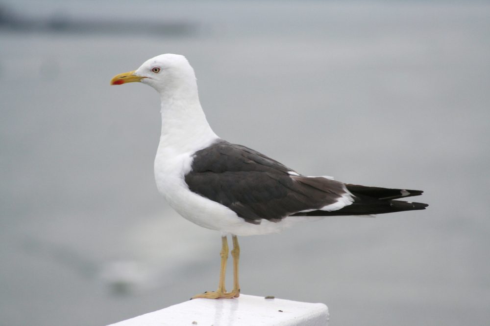 https://dlaignite.com/wp-content/uploads/2019/06/seagulls-1389005-1279x852-e1561542087855.jpg
