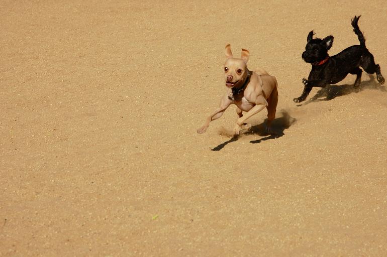 https://dlaignite.com/wp-content/uploads/2019/07/dogs_play_chase_sandy.jpg
