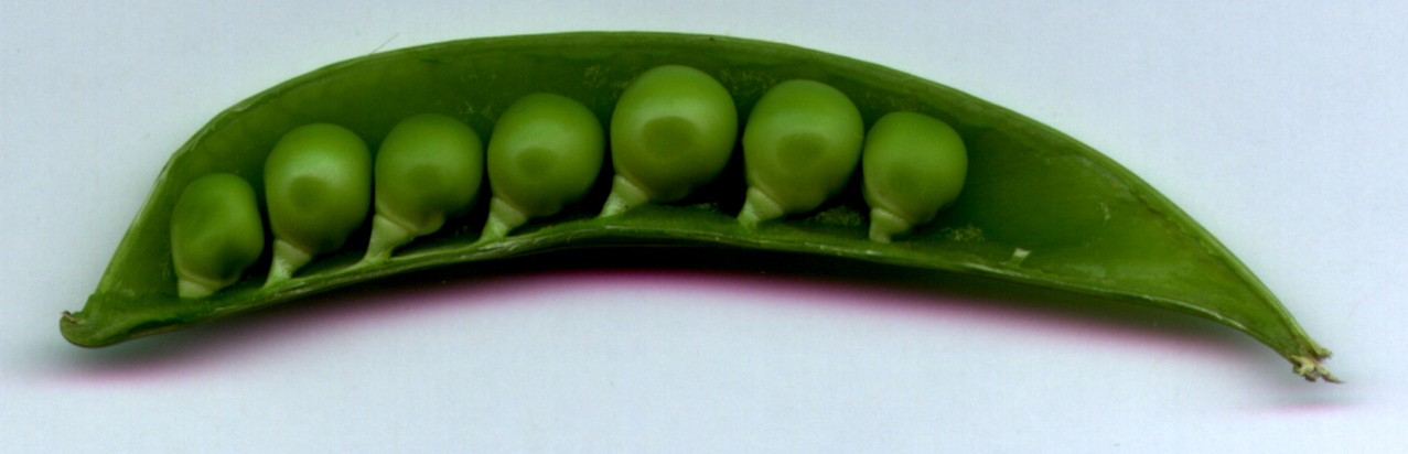 https://dlaignite.com/wp-content/uploads/2019/08/peas-in-a-pod-1330087-1277x411-1.jpg