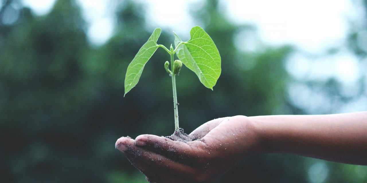 https://dlaignite.com/wp-content/uploads/2020/07/person-holding-a-green-plant-1072824-1280x640.jpg